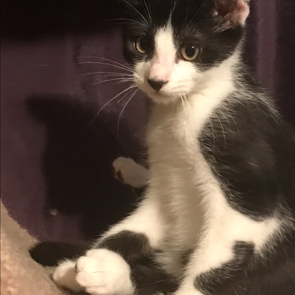 Bebe 100% cashmere cable knit turtleneck crowl neck sweater sz M - Picture 9 of 9